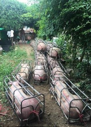 曝恶魔变异肌肉猪:现实中的巨型变异猪(图)